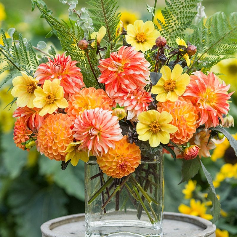 3 tubers, 1 of each The Oranges and Lemons Dahlia Collection