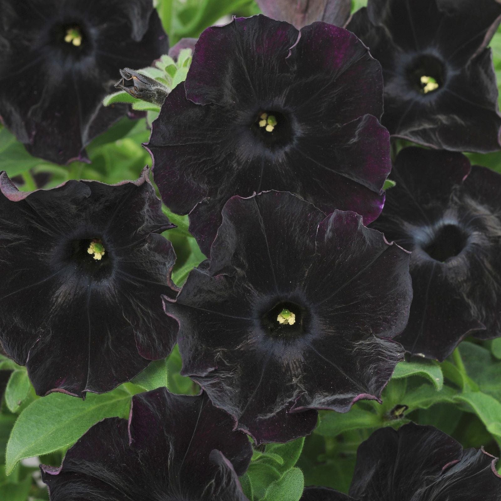 5 x Young Plants Petunia Black Velvet Plants