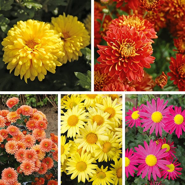 5 young plants, 1 of each Chrysanthemum Garden Hardy Collection