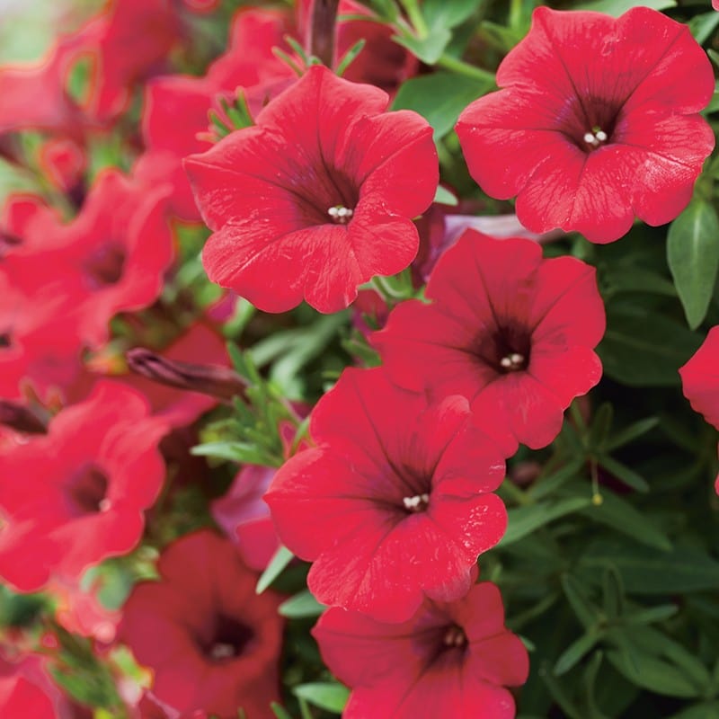 5 young plants Petunia Surfinia Deep Red