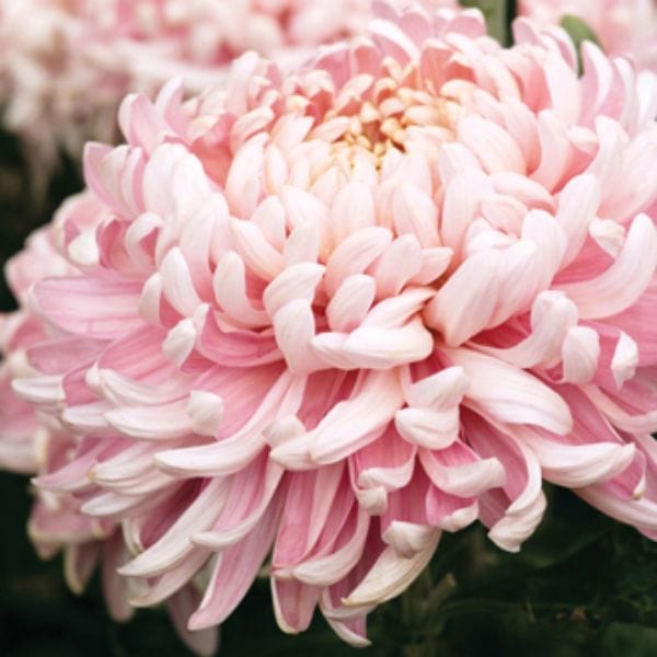 Chrysanthemum Allouise Pink (Early)