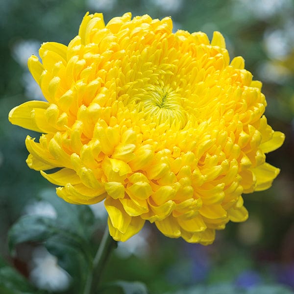 Chrysanthemum Creamist Golden (Early)