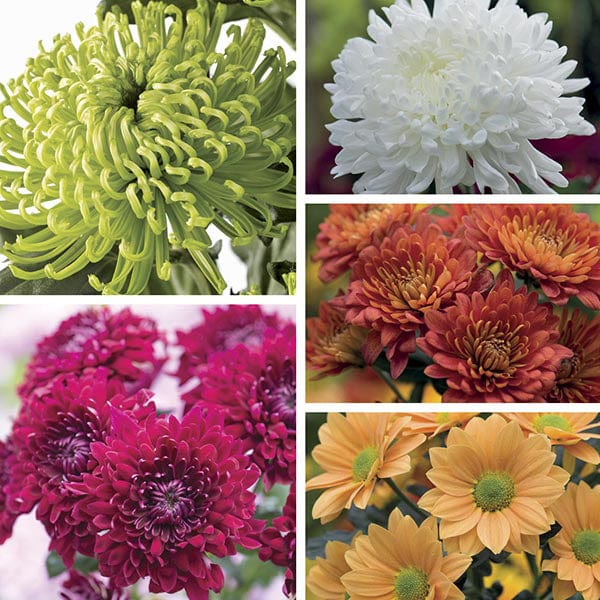 Chrysanthemum Cut Flower Bloom and Spray Collection