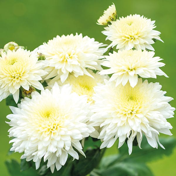 Chrysanthemum Gompie White (Early)
