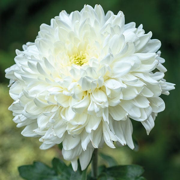Chrysanthemum Ja Dank (Early)