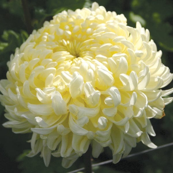 Chrysanthemum John Hughes Yellow (Early)
