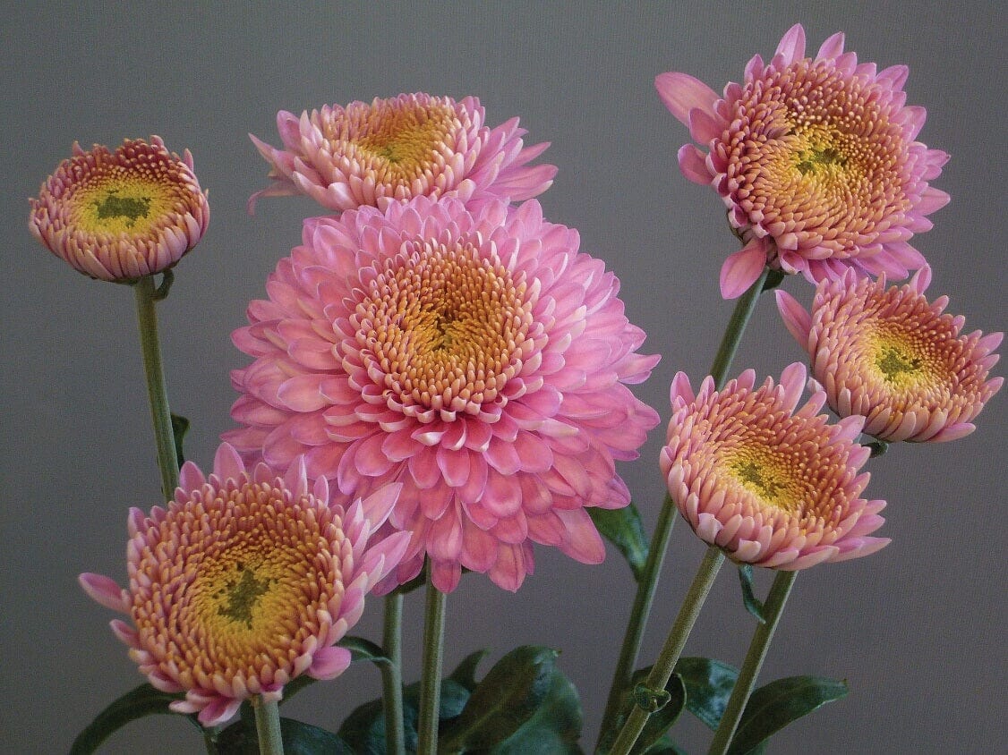 Chrysanthemum Margaret  Collection