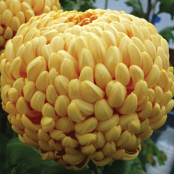 Chrysanthemum Squires Lock (Early)