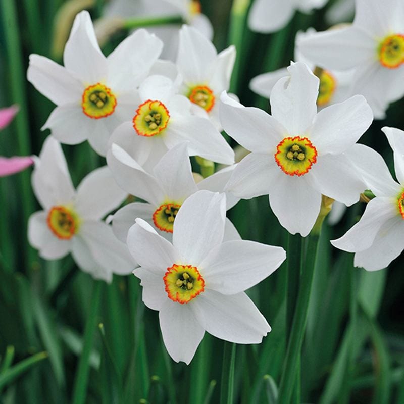 Accent, Narcisse à grande couronne, 7 bulbes - Bulbes à fleurs automne /  Narcisses - Samen-Mauser