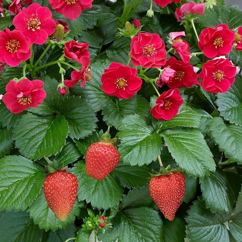 Strawberry Rose F1 & Easi-Plant Baskets