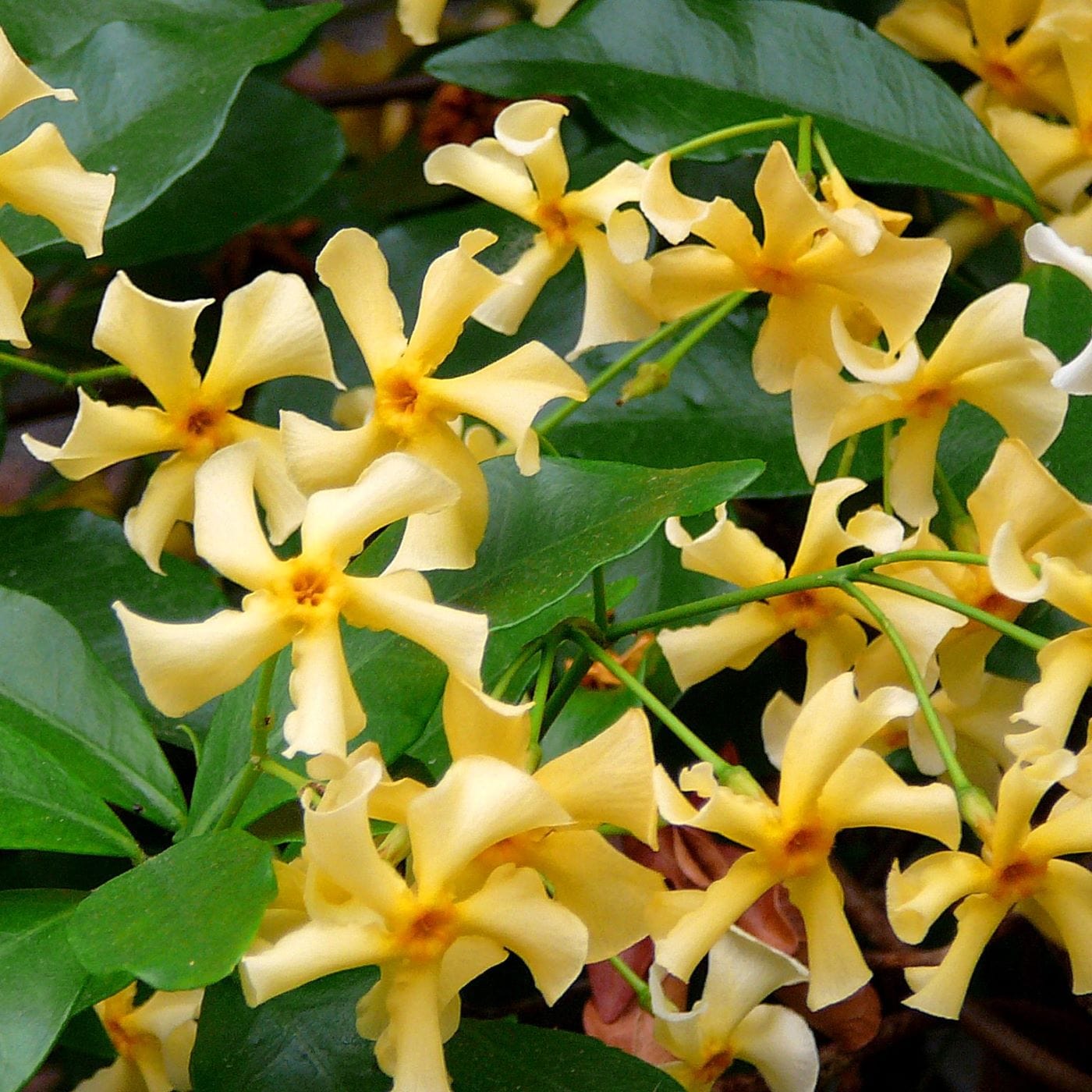 Trachelospermum (Star Jasmine) Collection Plants