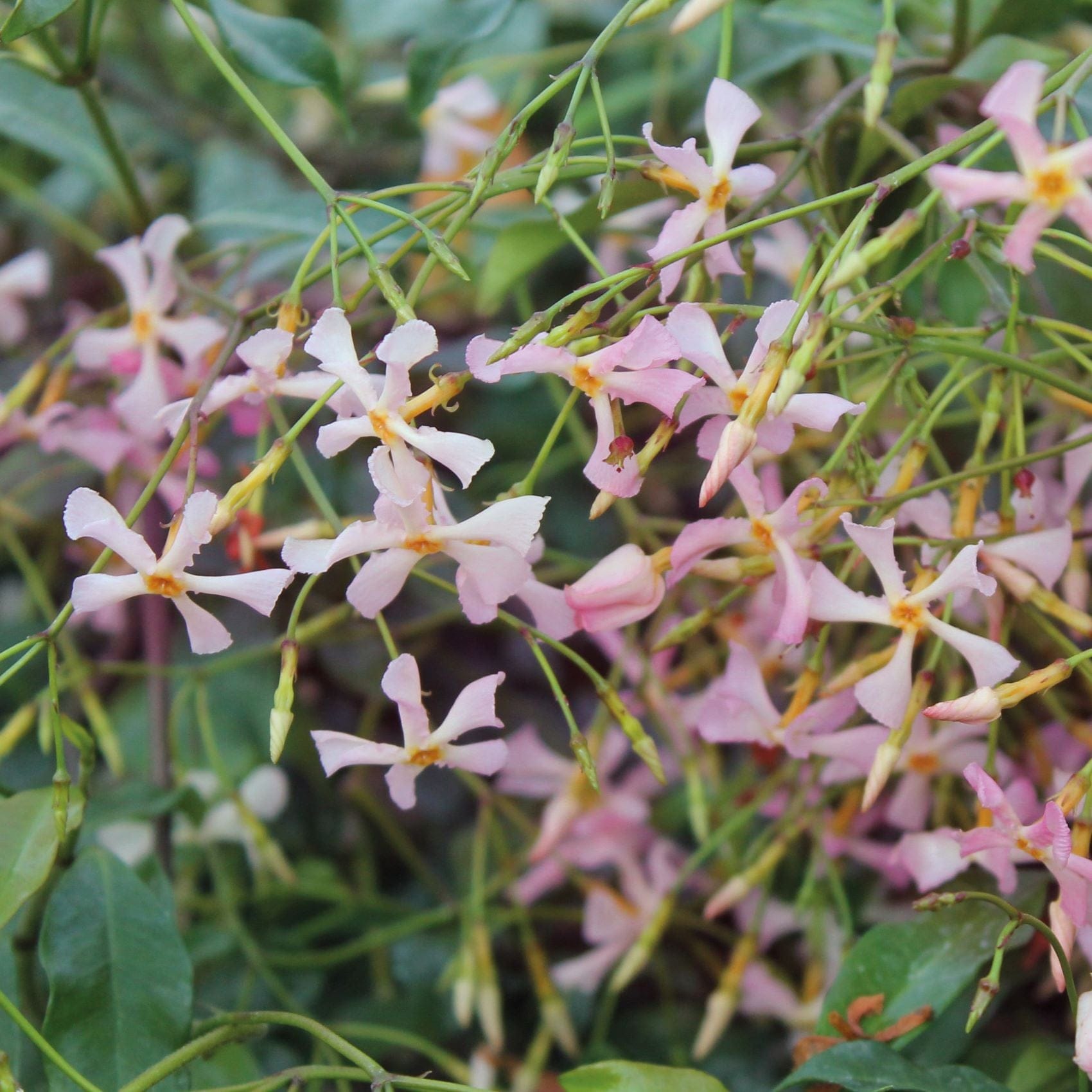 Trachelospermum (Star Jasmine) Collection Plants