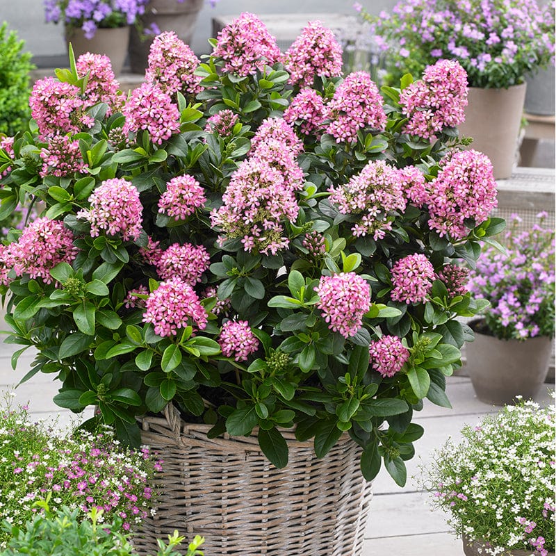 Caring For Your Shrubs