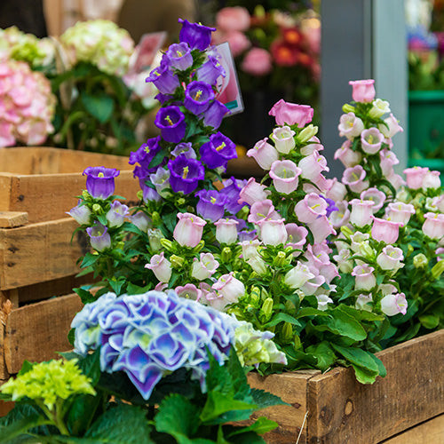 Planting Up Your Baskets and Containers