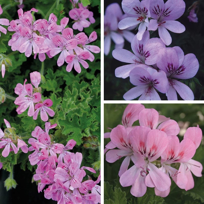 15 plants, 5 of each Scented Leaf Pelargonium Collection