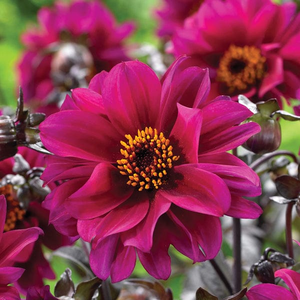 1x 3L potted plant Dahlia Bishop Of Canterbury