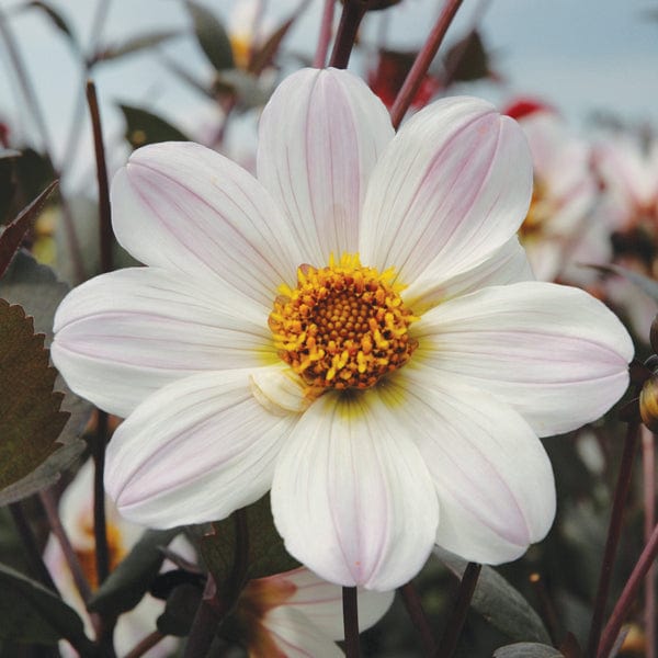 1x 3L potted plant Dahlia Bishop Of Dover