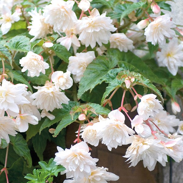 30 garden ready plants Begonia Illumination White F1