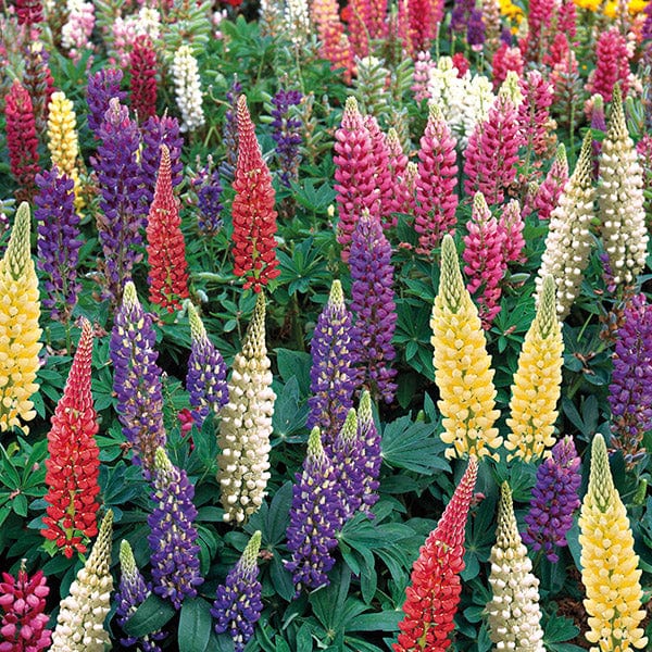 30 garden ready plants (EARLY) Lupin Gallery Mixed