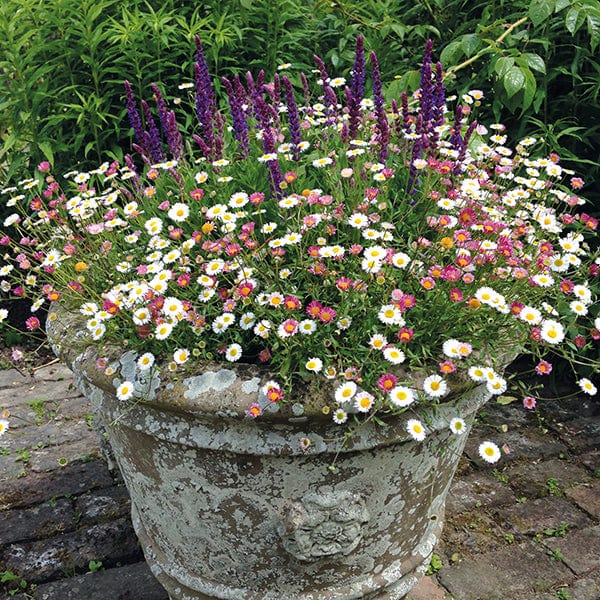 30 garden ready plants Erigeron karvinskianus Stallone