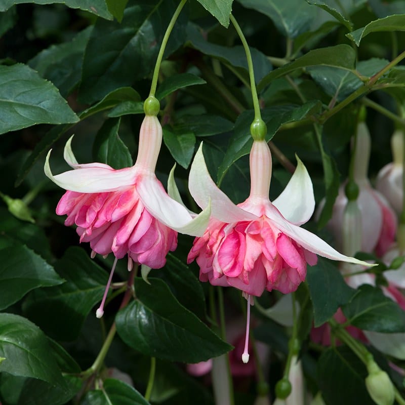 5 young plants Fuchsia Peachy (Giant Trailing)