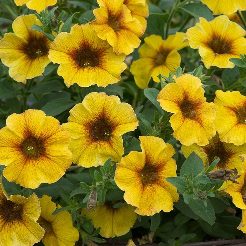 5 young plants Petchoa Beautical® Caramel Yellow