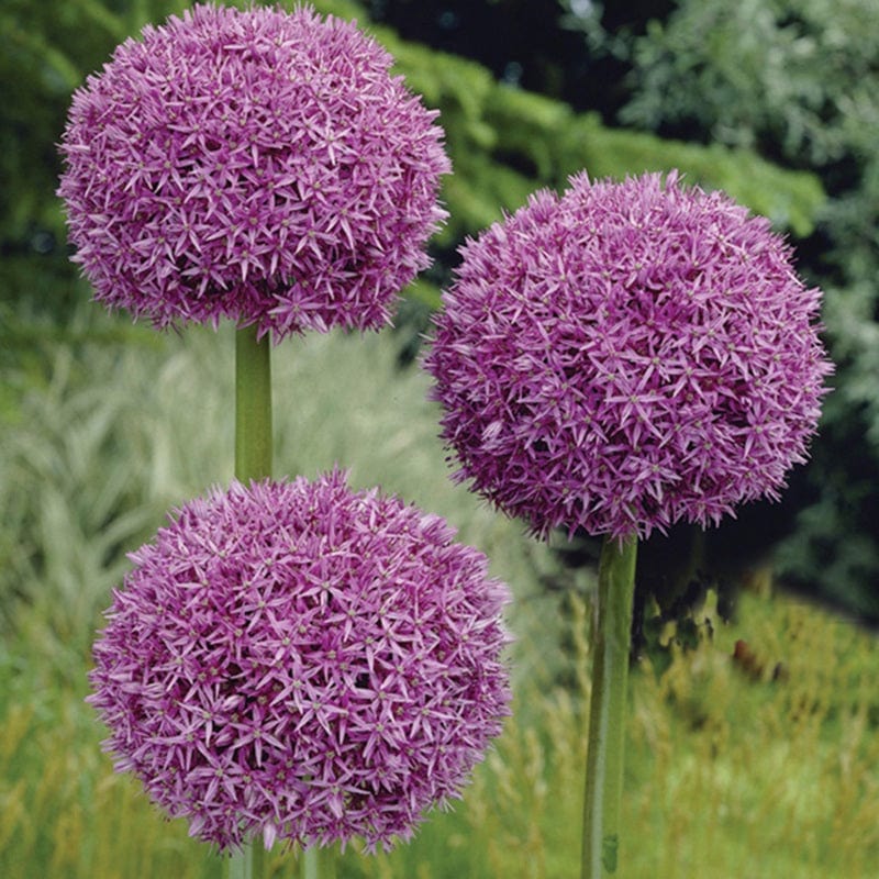 Allium giganteum Flower Bulbs