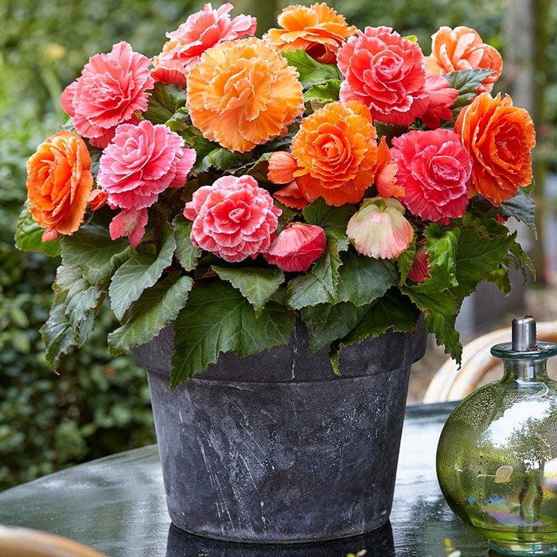 Begonia Amerihybrid Lace Collection