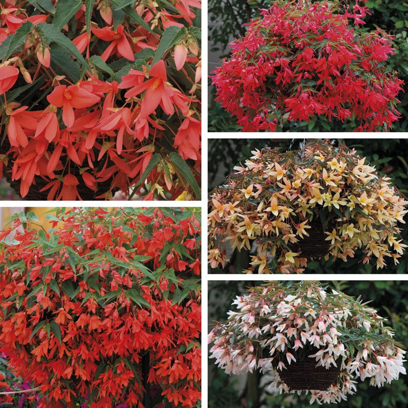 Begonia Starshine Collection Plants
