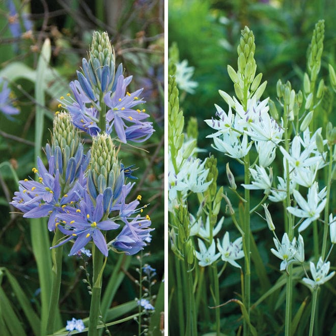 Camassia Flower Bulb Collection