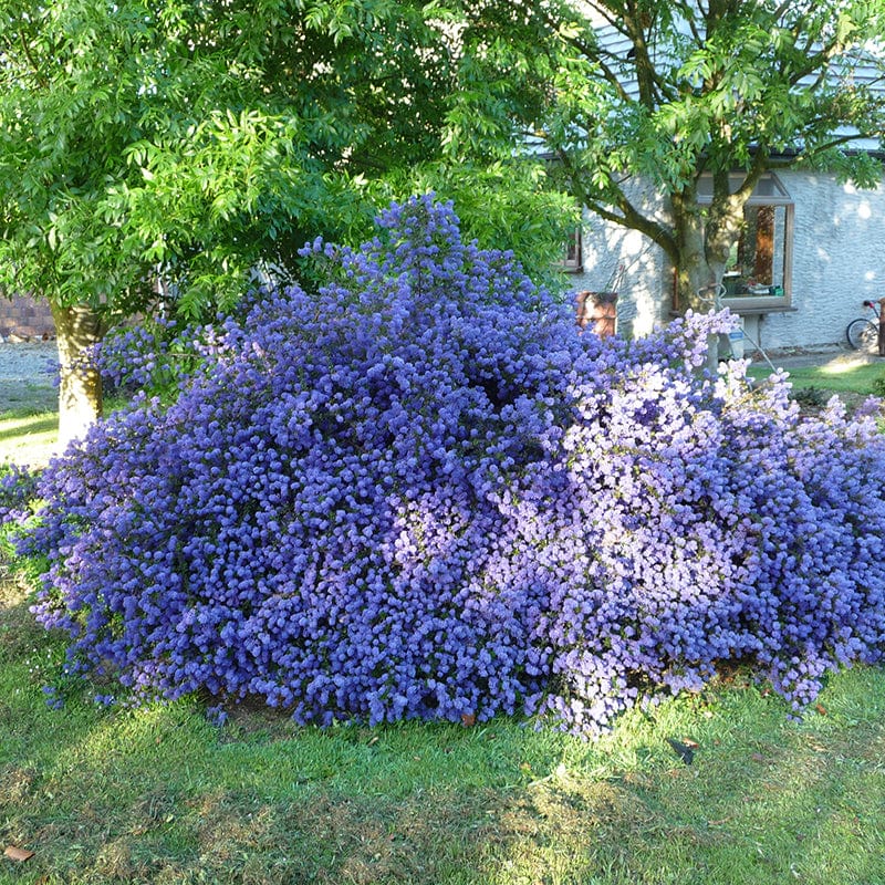 Ceanothus Blue Sapphire Shrub Plant