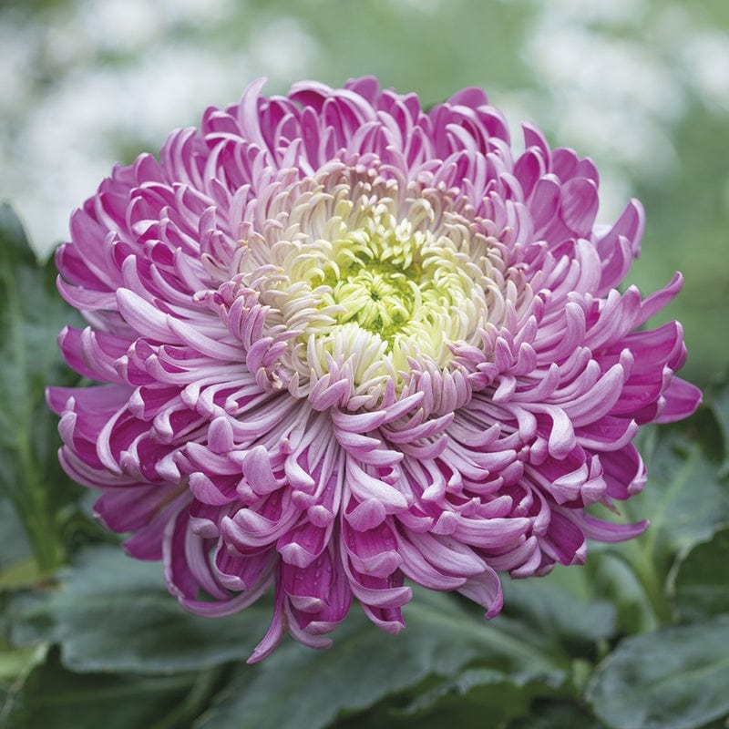 Chrysanth Lime, Pink and Purple Collection