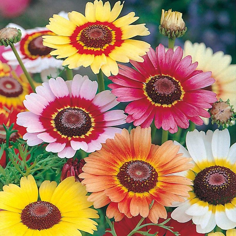 Chrysanthemum Annual Tricolour