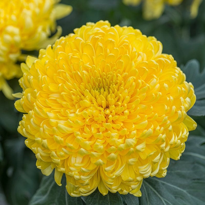 Chrysanthemum Bislet Collection