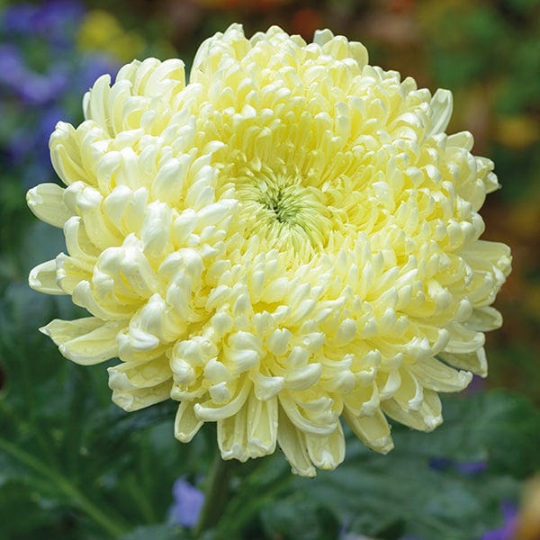 Chrysanthemum Creamist White (Early)