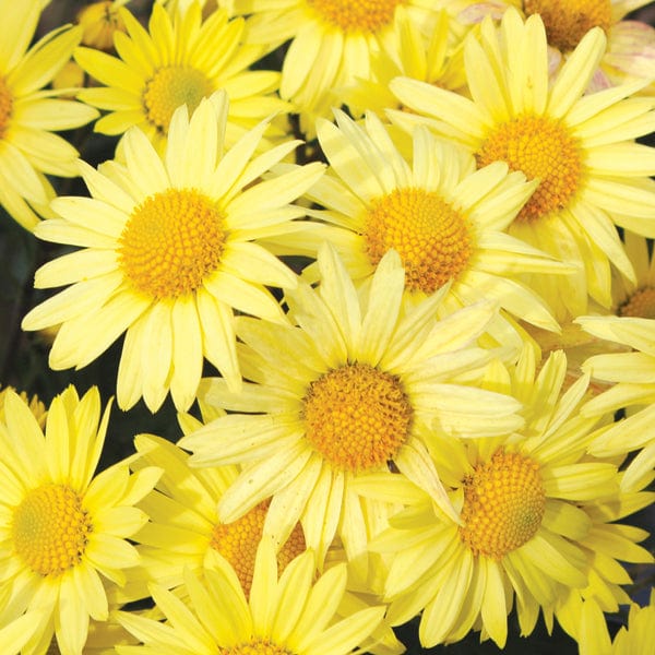 Chrysanthemum Early Yellow