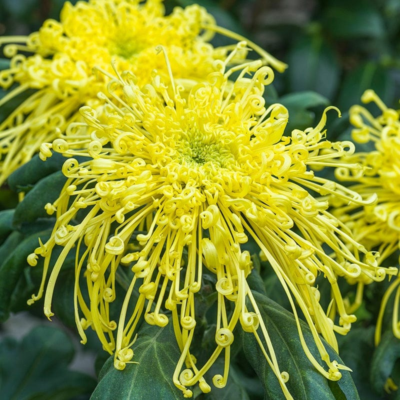 Chrysanthemum Golden Rain