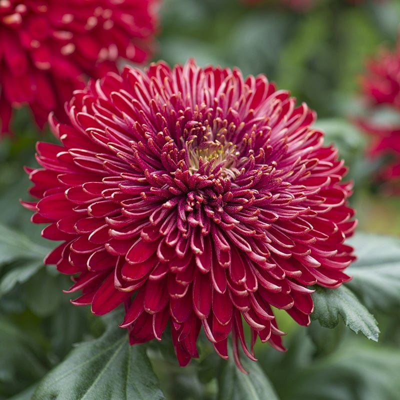Chrysanthemum Growers Collection