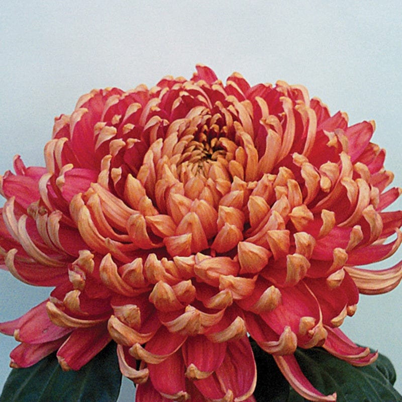Chrysanthemum Hogmanay Collection