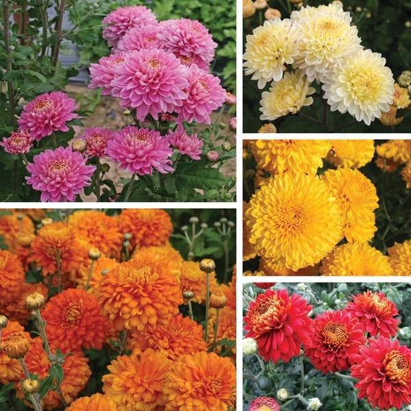 Chrysanthemum Pennine Collection