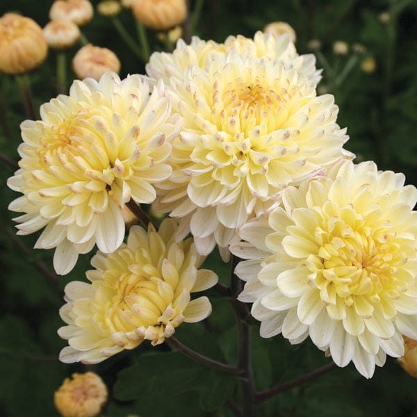Chrysanthemum 'Pennine Drift'