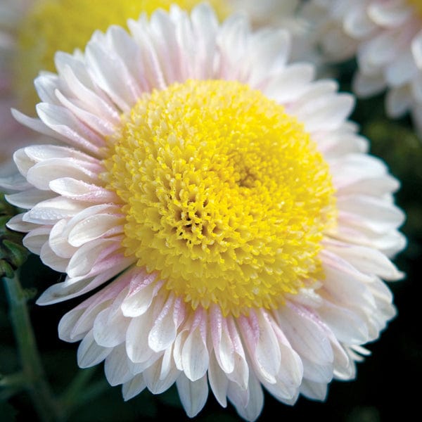 Chrysanthemum Pennine Oriel