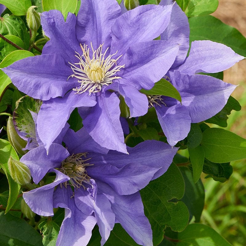 Clematis Boulevard® Olympia