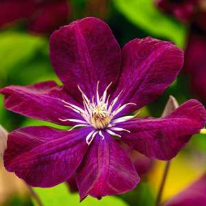 Clematis Large Flowered Collection Plants