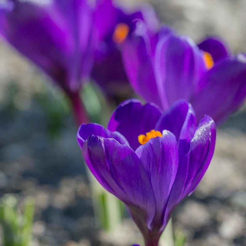 Crocus Purple Flower Bulbs