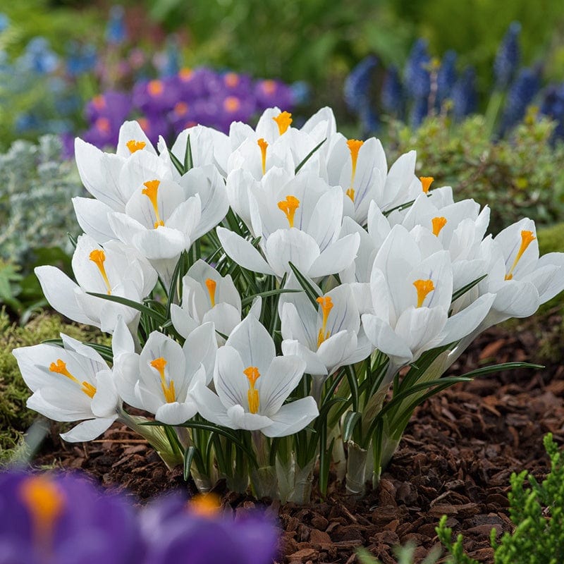 Crocus White Flower Bulbs