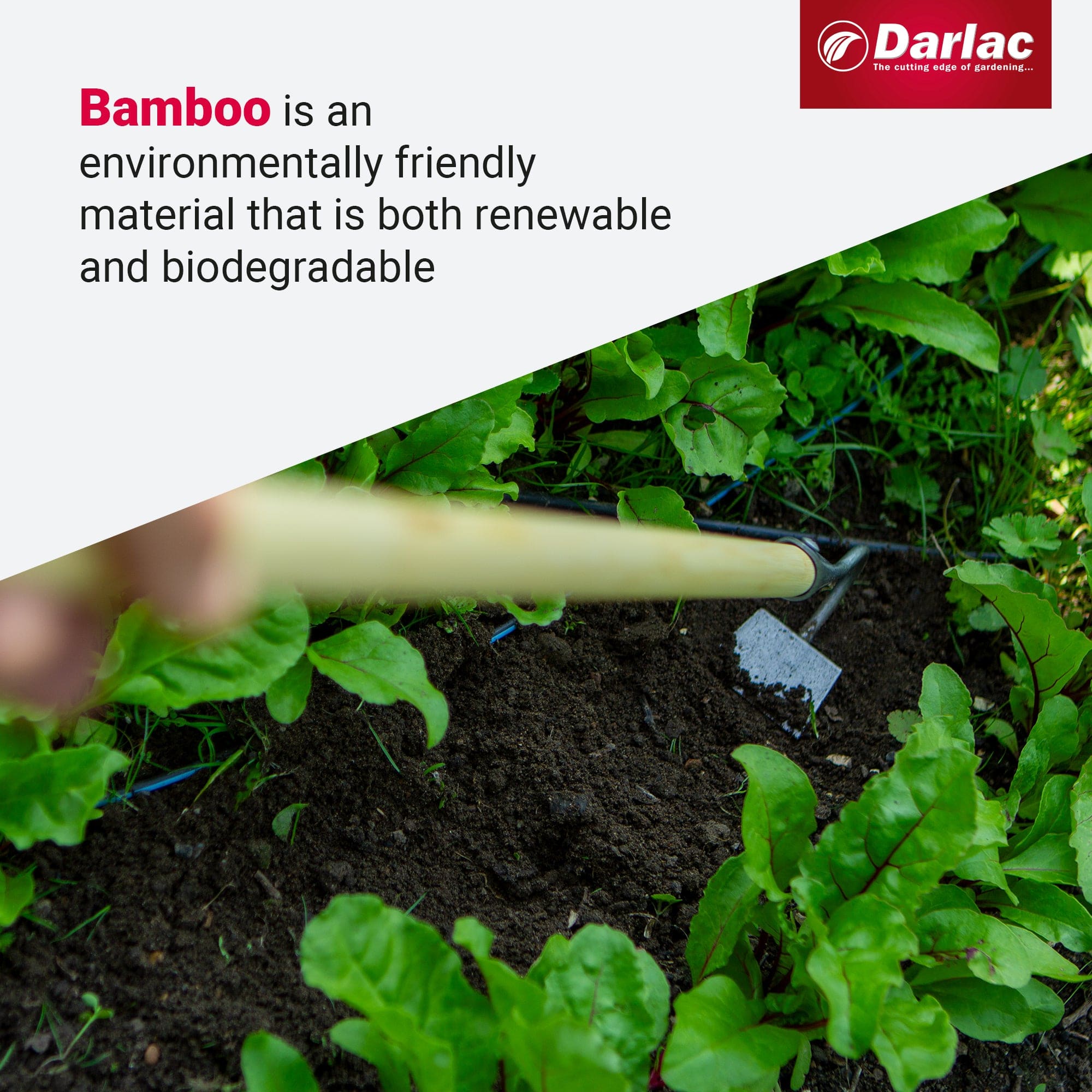 Darlac Bamboo Narrow Draw Hoe Short Handle