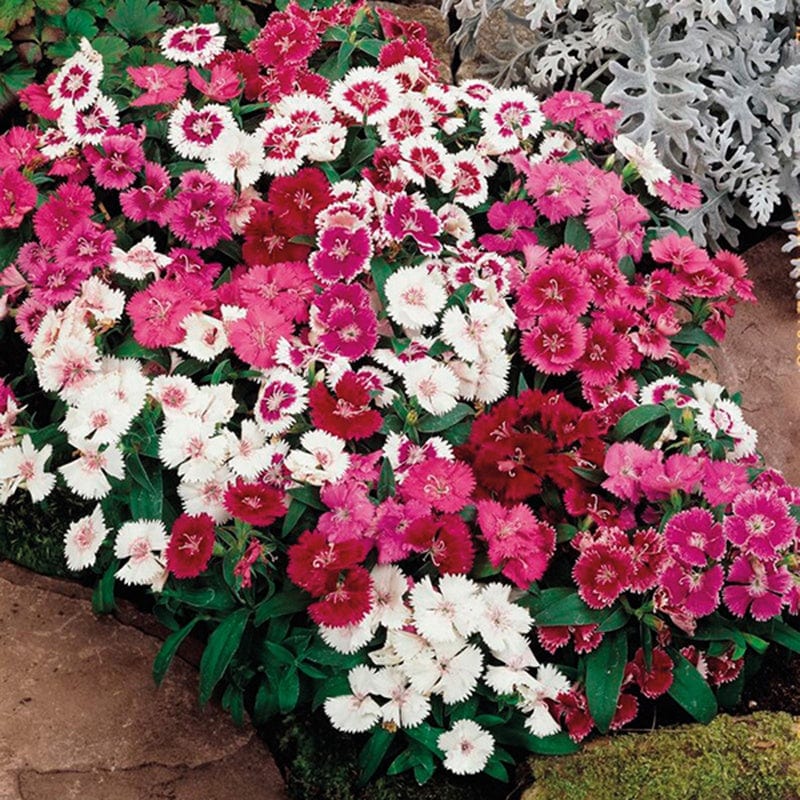 Dianthus Festival Mixed F1
