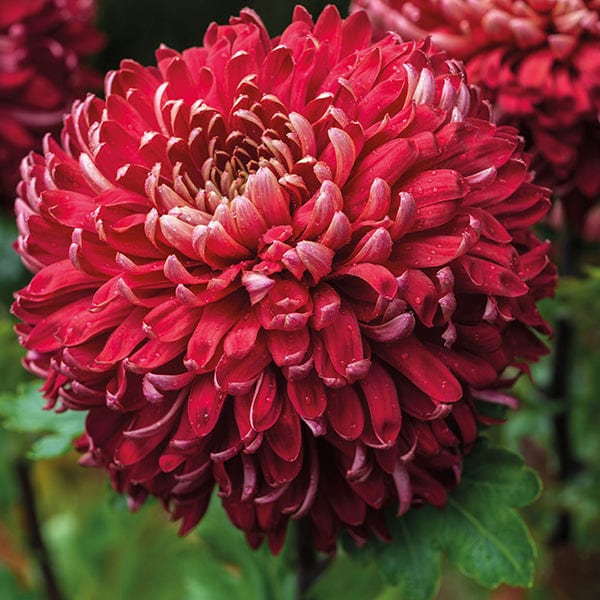 Early despatch - 5 young plants Chrysanthemum 'Regal Mist Red'