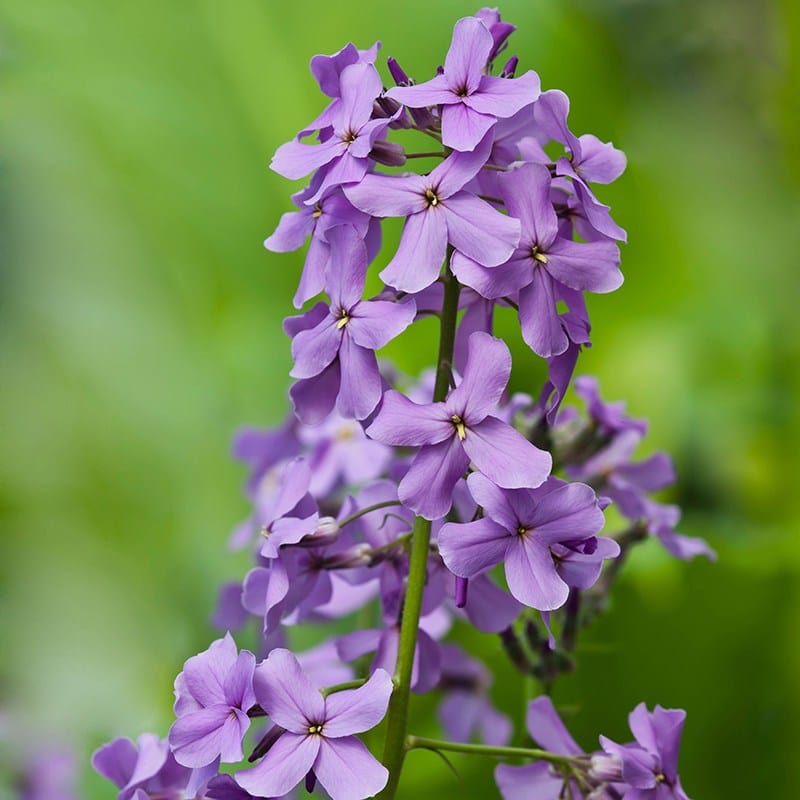 Hesperis matronalis Purple